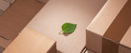 Green leaf laying between cardboard shipping boxes